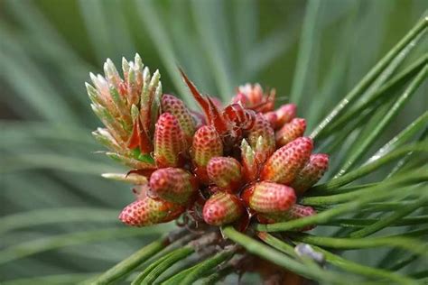 松樹開白花|松樹開花竟然這麼美!從沒見過松樹花開,只見過乾燥的松核!